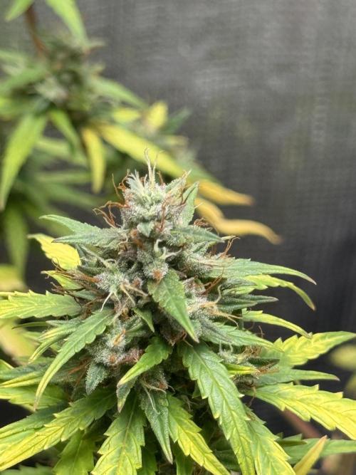 AUTO BLUEBERRY. Week 13