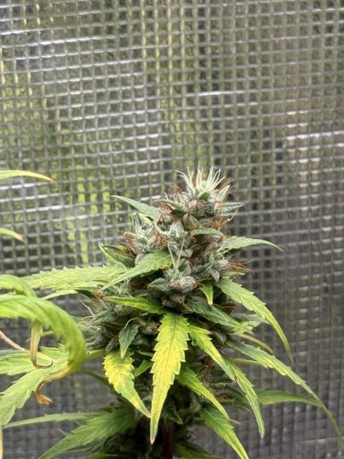 AUTO BLUEBERRY. Week 13