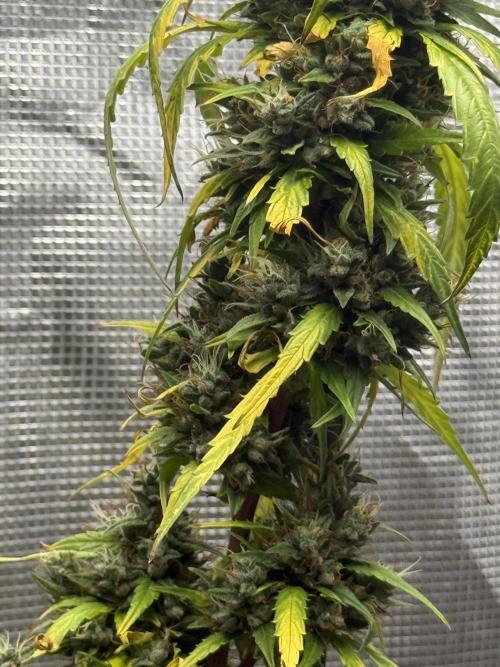 AUTO BLUEBERRY. Week 13