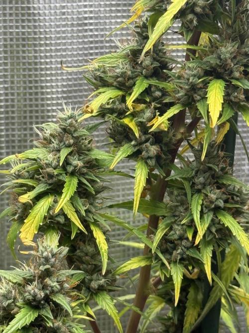 AUTO BLUEBERRY. Week 13