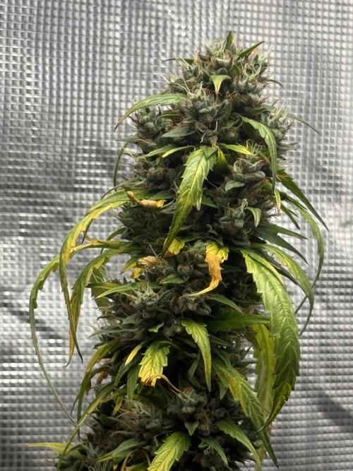 AUTO BLUEBERRY. Week 13