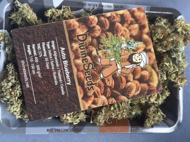 AUTO BLUEBERRY. Week 13