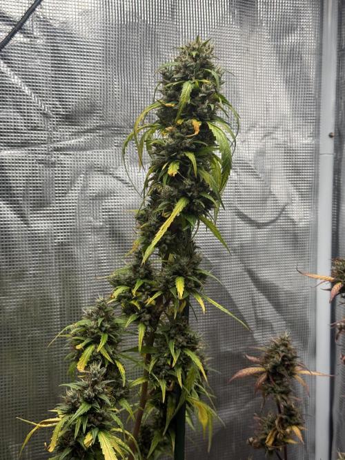 AUTO BLUEBERRY. Week 13