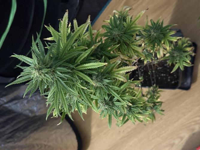 AUTO BLUEBERRY. Week 13