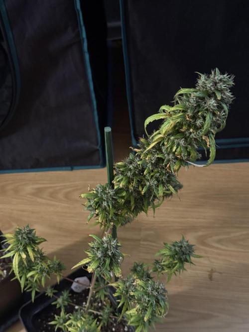 AUTO BLUEBERRY. Week 13