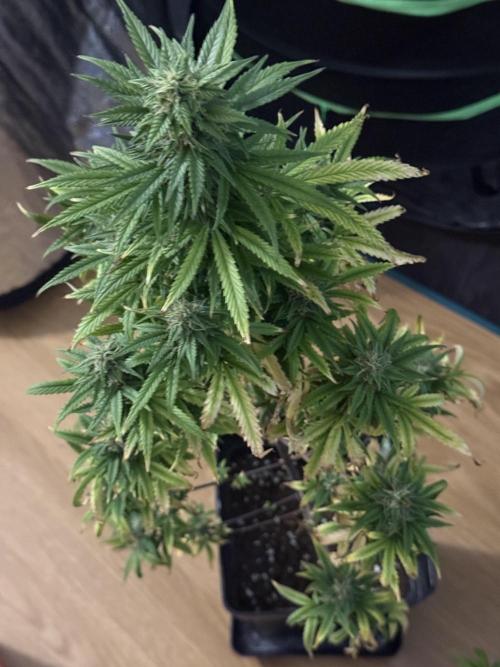 AUTO BLUEBERRY. Week 13