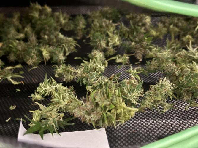 AUTO GOLD PINEAPPLE. Week 12