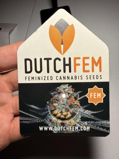 PURPLE OG KUSH. Week 0