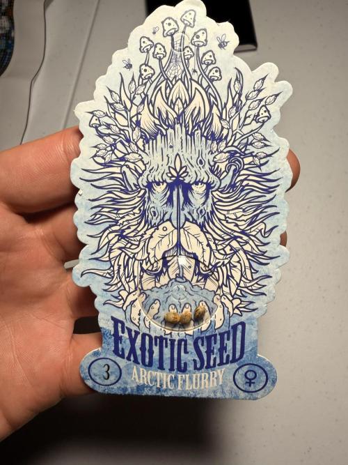 ARCTIC FLURRY. Week 0