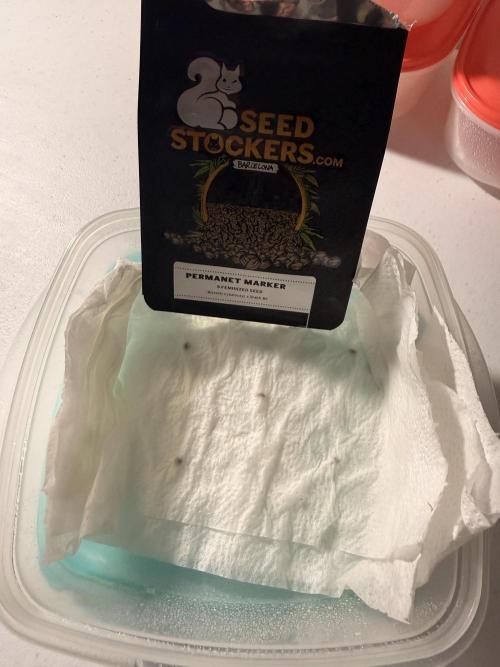 PERMANENT MARKER. Week 0