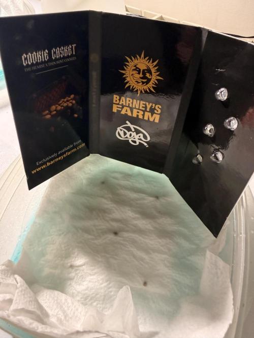 Cookie casket. Week 0