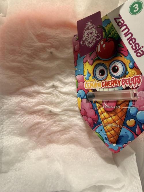 LEMON CHERRY GELATO. Week 0