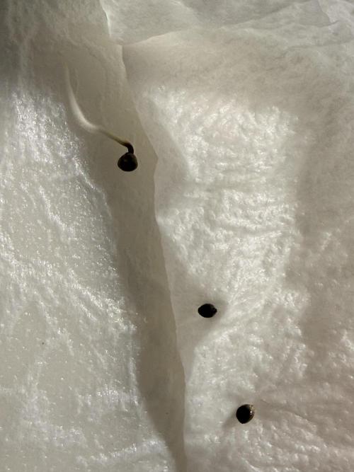 LEMON CHERRY GELATO. Week 0