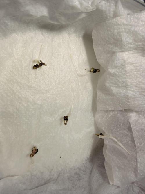 Cookie casket. Week 0