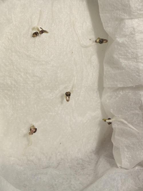 Cookie casket. Week 0