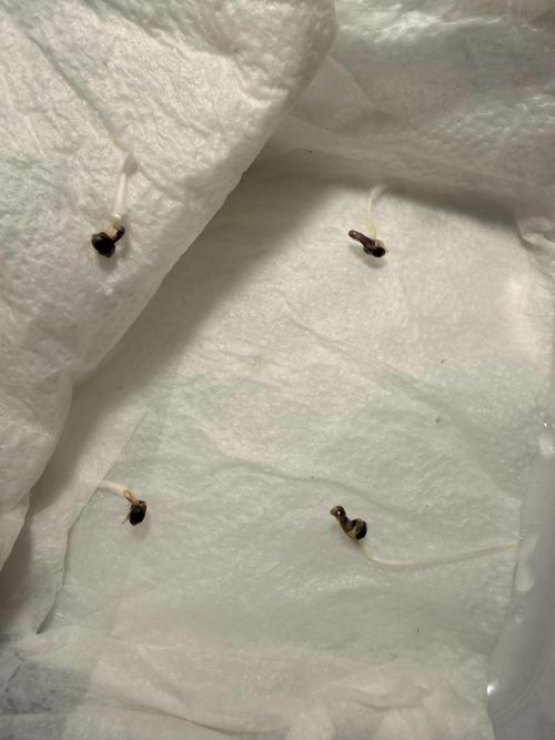 PERMANENT MARKER. Week 0