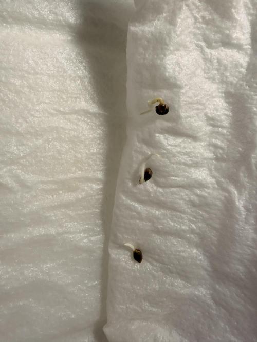 ARCTIC FLURRY. Week 0