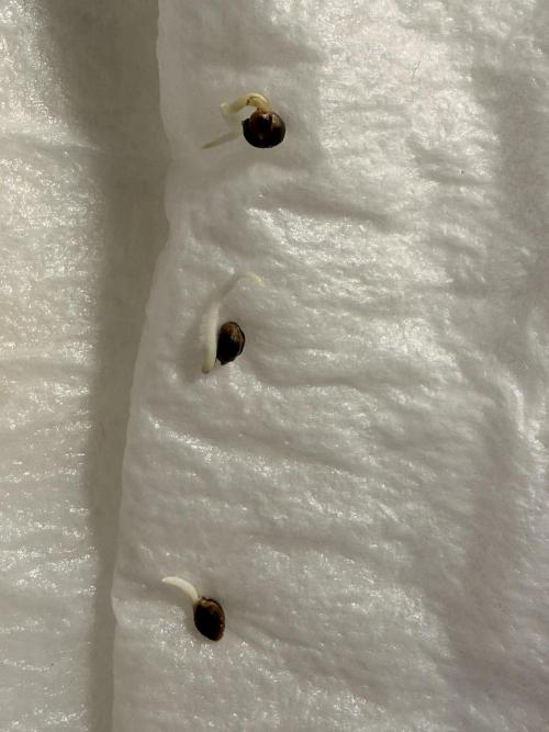 ARCTIC FLURRY. Week 0