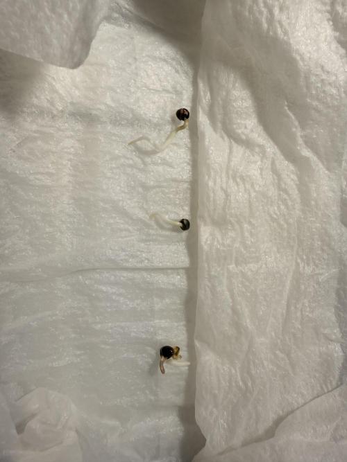 PURPLE OG KUSH. Week 0