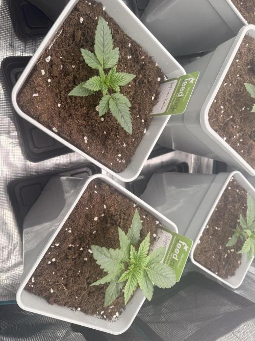 PURPLE OG KUSH. Week 0