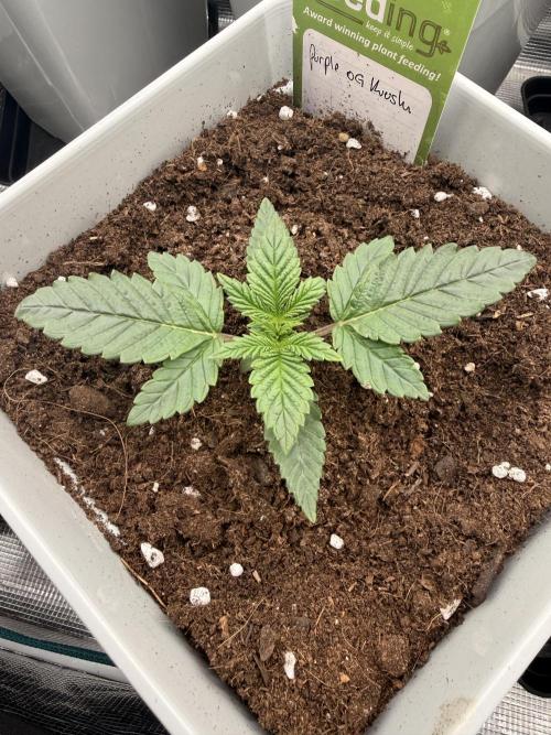 PURPLE OG KUSH. Week 0