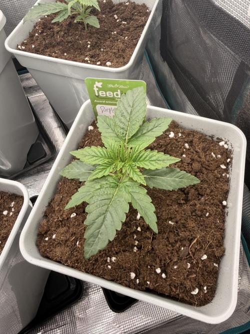 PURPLE OG KUSH. Week 0