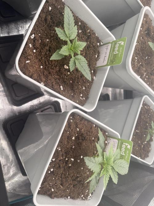 PURPLE OG KUSH. Week 0
