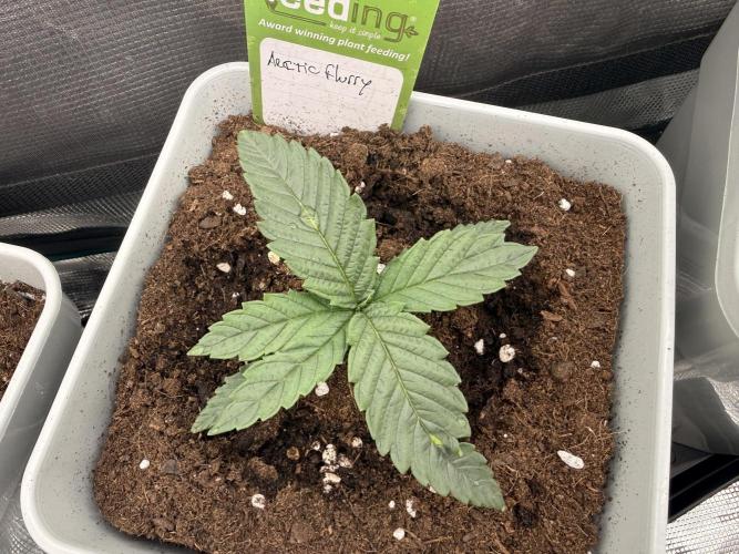 ARCTIC FLURRY. Week 0