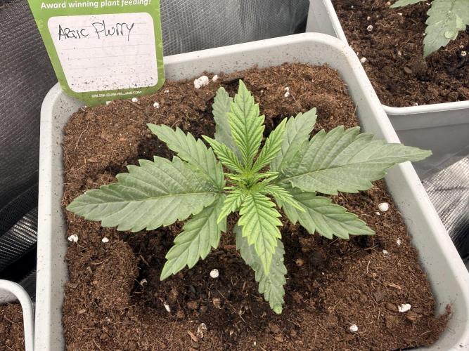 ARCTIC FLURRY. Week 0