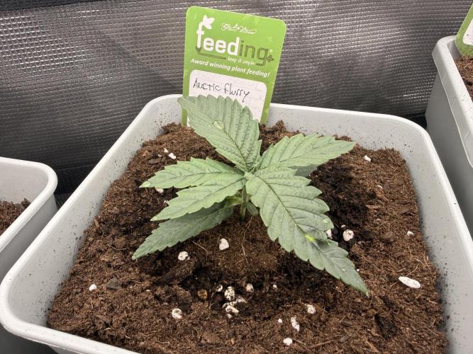 ARCTIC FLURRY. Week 0