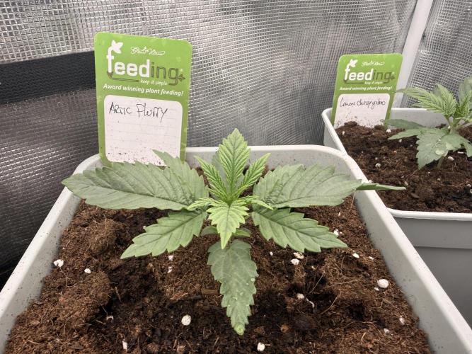 ARCTIC FLURRY. Week 0