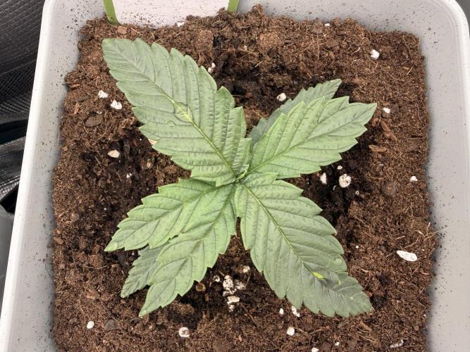 ARCTIC FLURRY. Week 0