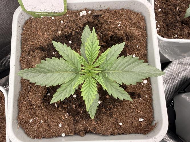ARCTIC FLURRY. Week 0