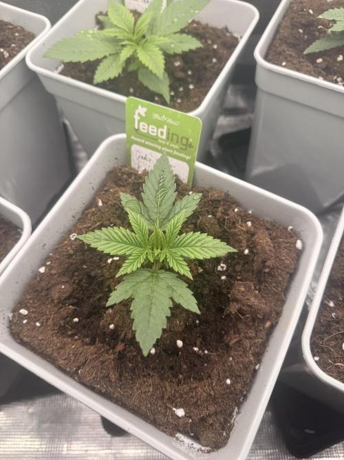 Cookie casket. Week 0
