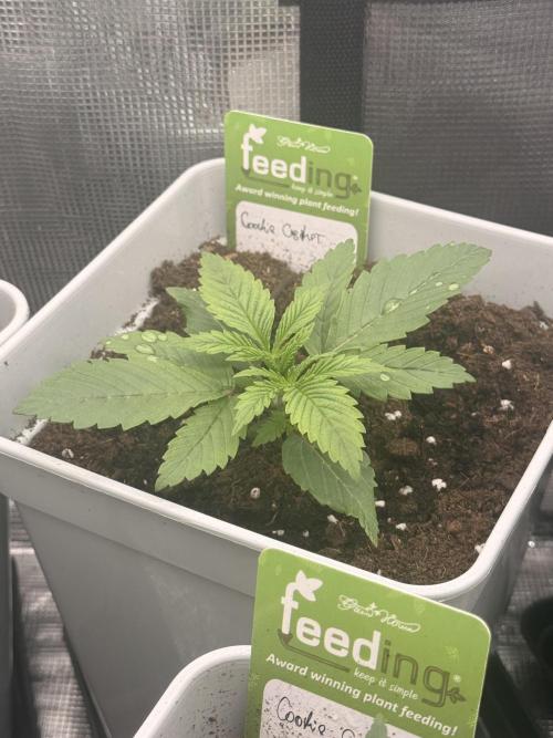 Cookie casket. Week 0