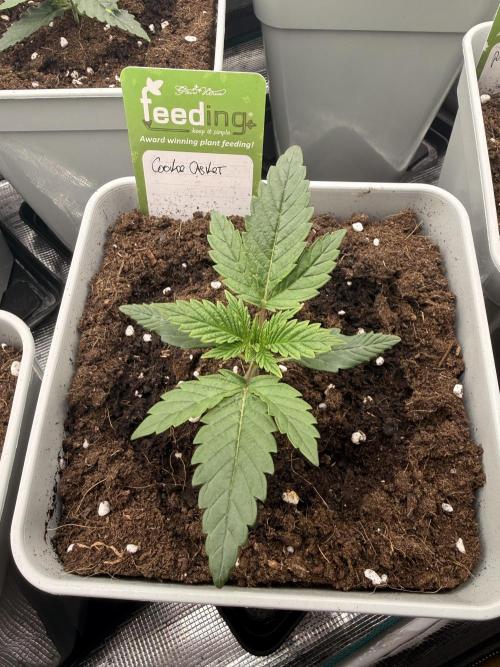 Cookie casket. Week 0