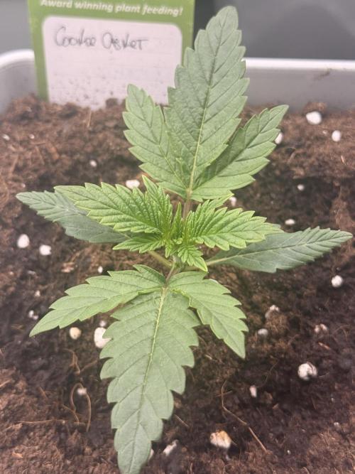 Cookie casket. Week 0