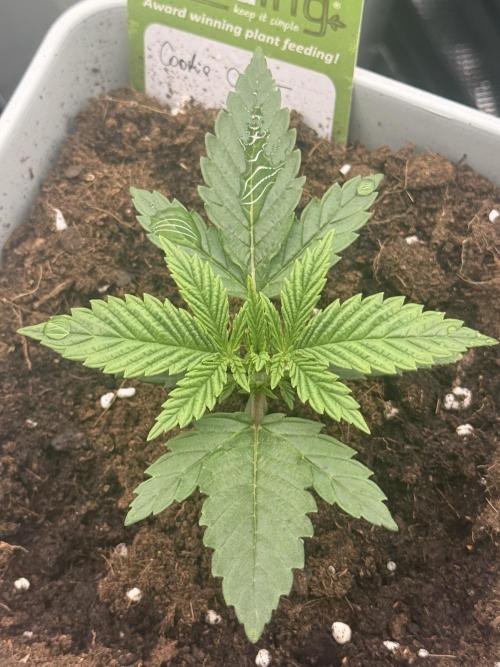 Cookie casket. Week 0