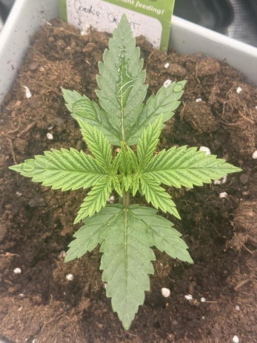 Cookie casket. Week 0