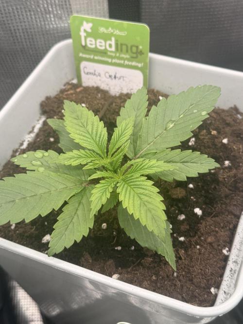 Cookie casket. Week 0