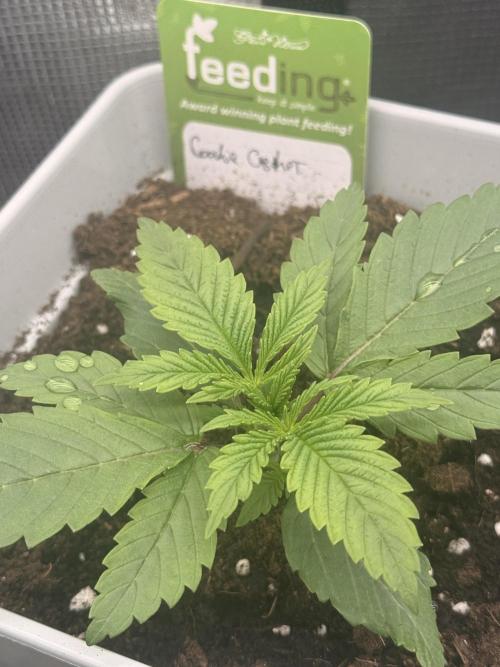 Cookie casket. Week 0