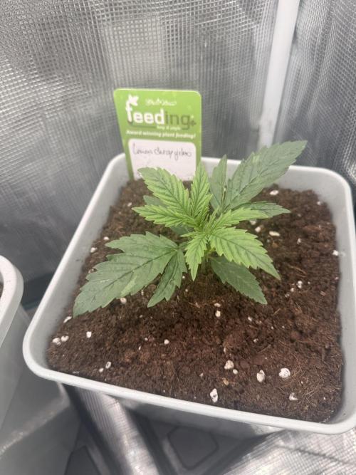 LEMON CHERRY GELATO. Week 0