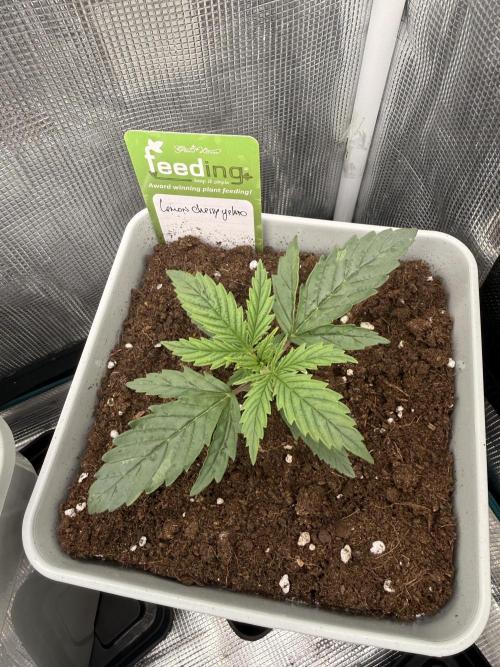 LEMON CHERRY GELATO. Week 0