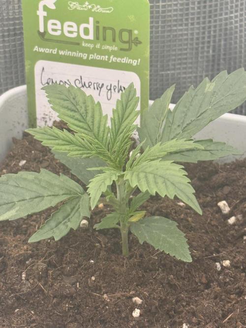 LEMON CHERRY GELATO. Week 0