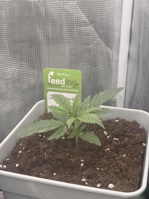 LEMON CHERRY GELATO. Week 0