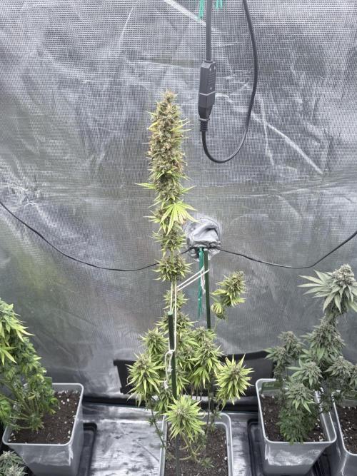 LEMON CHERRY GELATO. Week 10