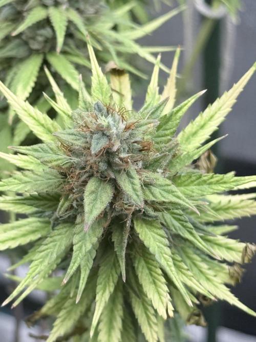 LEMON CHERRY GELATO. Week 10