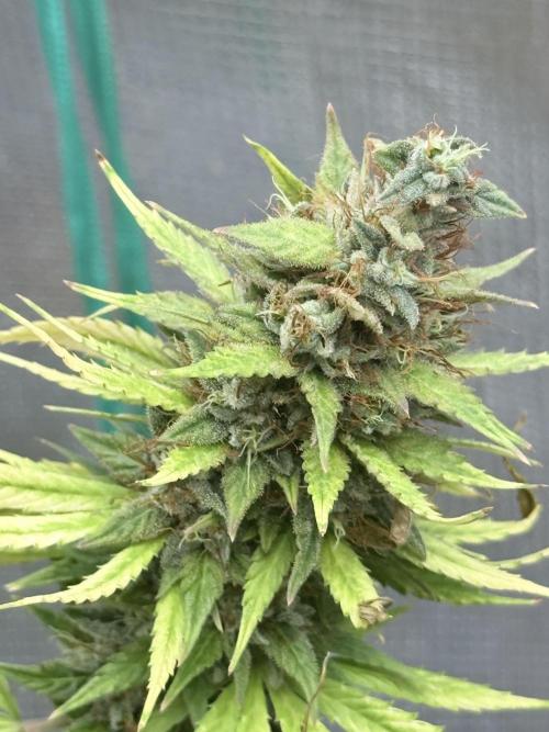 LEMON CHERRY GELATO. Week 10