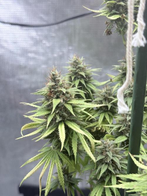 LEMON CHERRY GELATO. Week 10