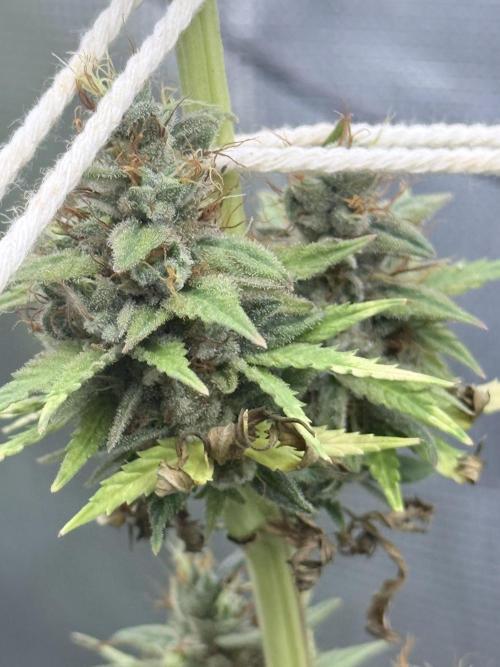 LEMON CHERRY GELATO. Week 10